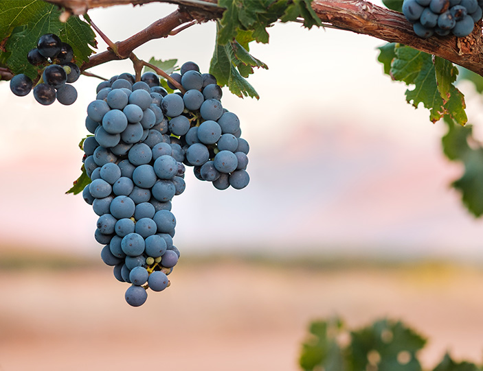 Syrah_Header_Mobile.jpg
