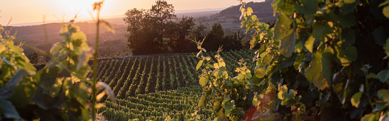 Pinot-Noir-Header-Desktop.jpg