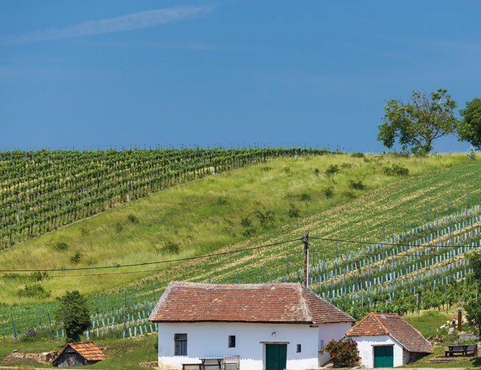 Weinlandschaft Weinviertel