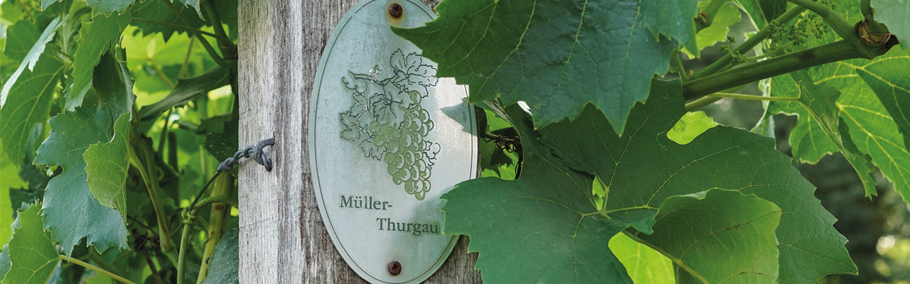 Müller Thurgau Reben