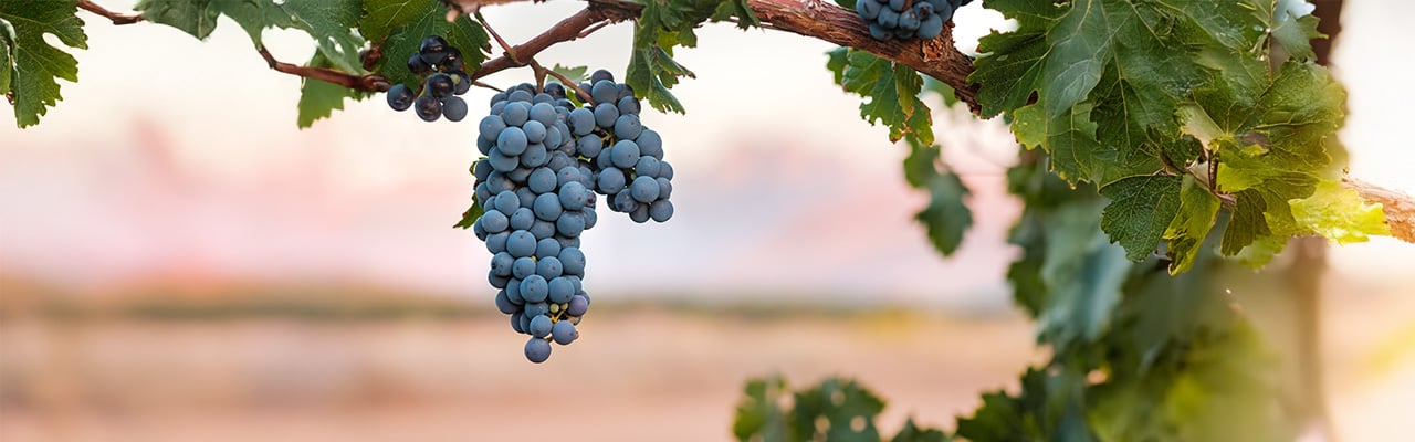Syrah_Header_Desktop.jpg