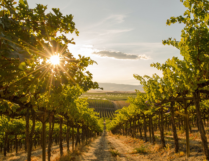 Riesling_Header_Mobile.jpg