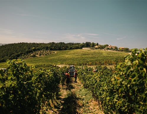Winzerbild-Ruffino-1.jpg