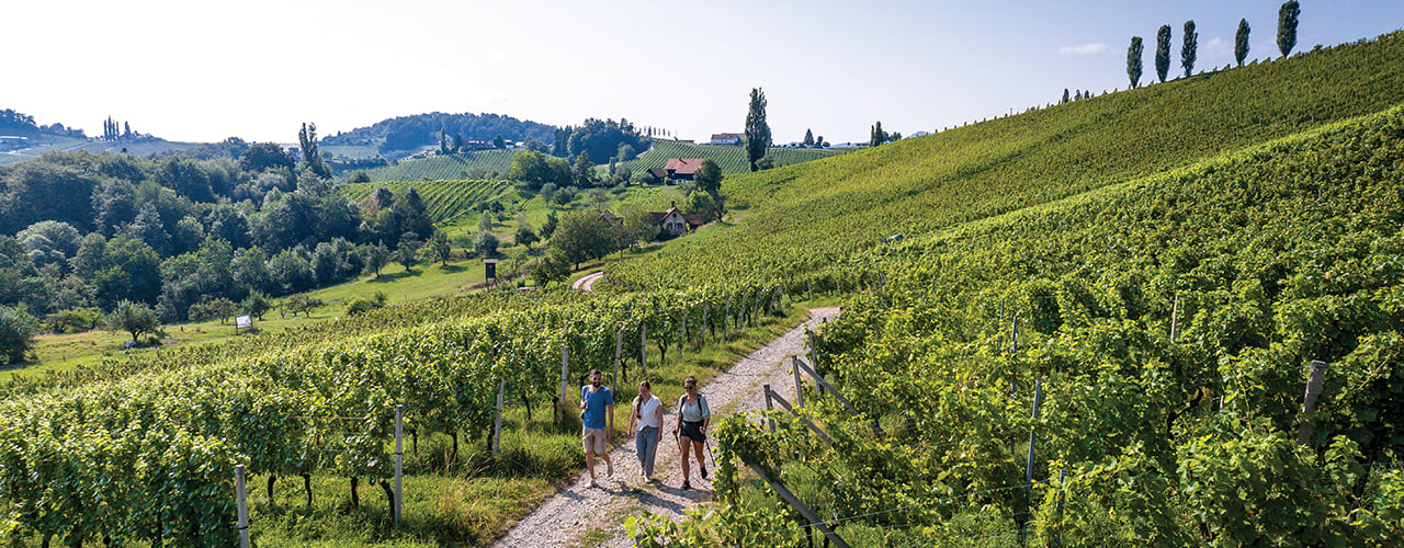 Weinwandern-Desktop-Banner.jpg