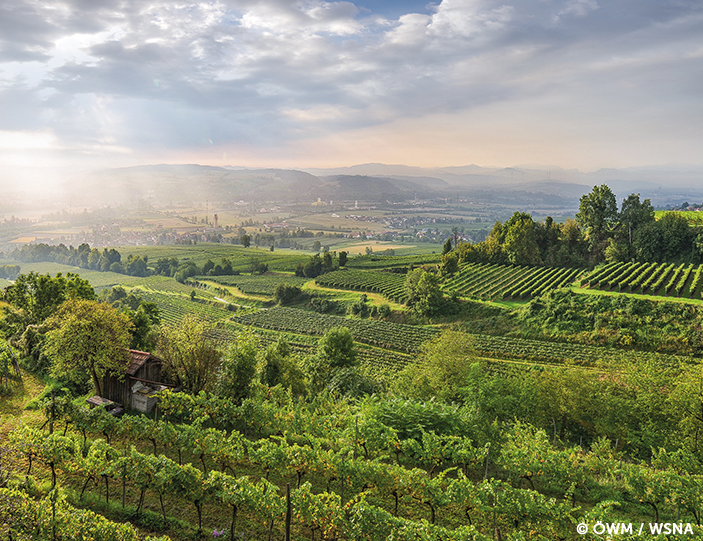 Traisental Weinlandschaft bei sonniger Stimmung