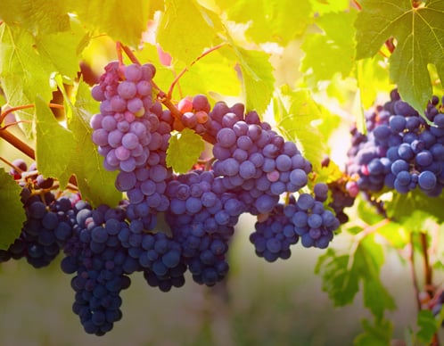 Pinot Noir - rund um den Globus