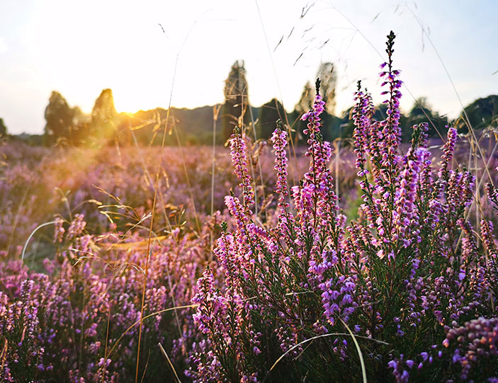 Blumen_Whisky_703x541.jpg
