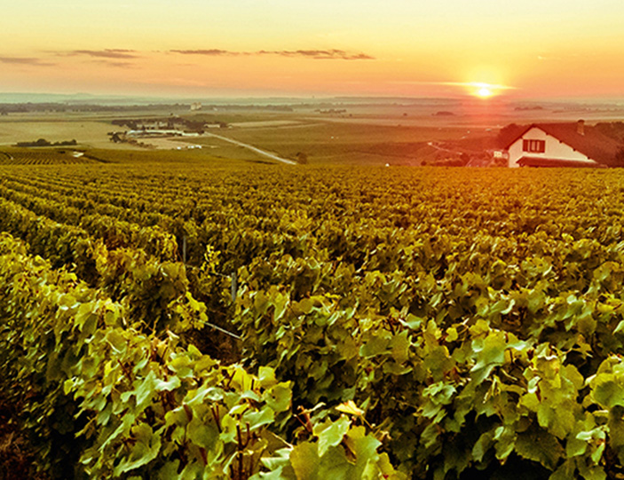 Sekt aus Österreich