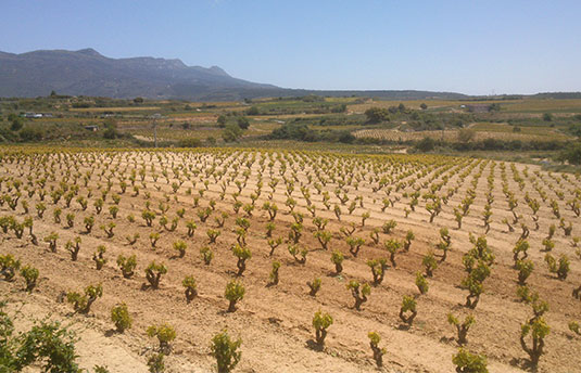 Bodegas-Montebuena_2019.jpg