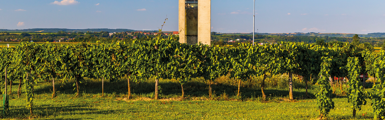Weinlandschaft Wagram