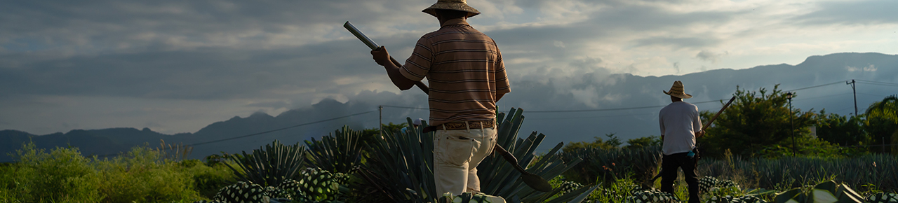 Tequila-Ernte.jpg