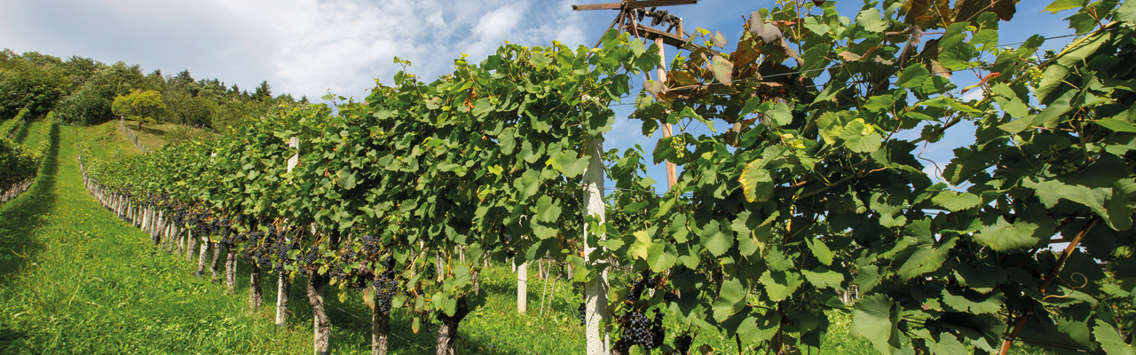 Blauer Wildbacher 1280x400.png
