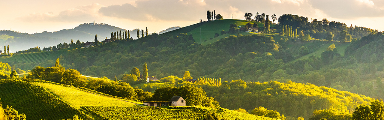 Weinbaugebiet in der Steiermark