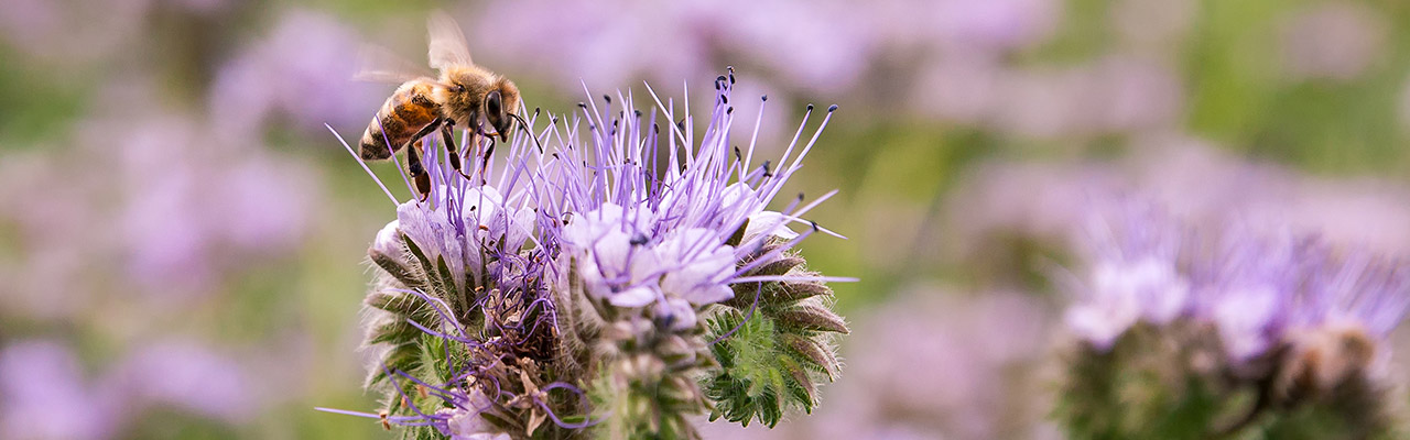 Biodiversität_1280x400.jpg
