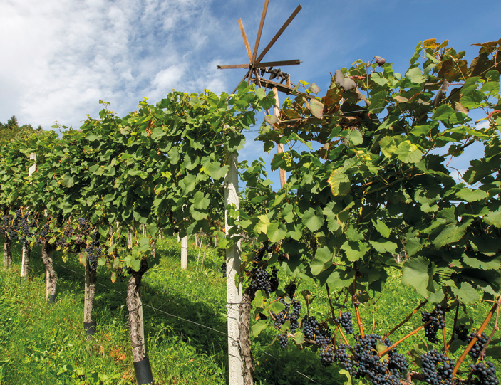 Blauer Wildbacher 703x541.png