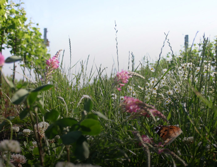 Biodynamie im Weinbau