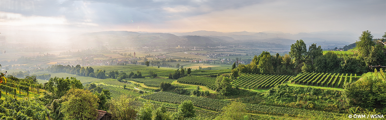 Traisental Weinlandschaft bei sonniger Stimmung