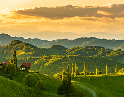 Suedsteiermark_Weinberge.jpg