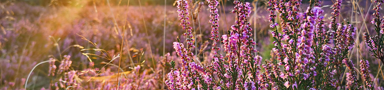 Blumen_Whisky_1280x300.jpg
