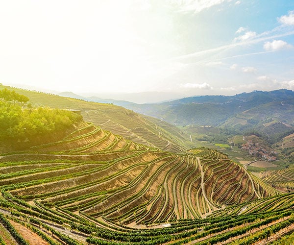 Das spektakuläre Douro-Tal im Norden Portugals mit seinen einzigartigen Terrassen-Rebgärten ist von extremen Klimabedingungen geprägt.