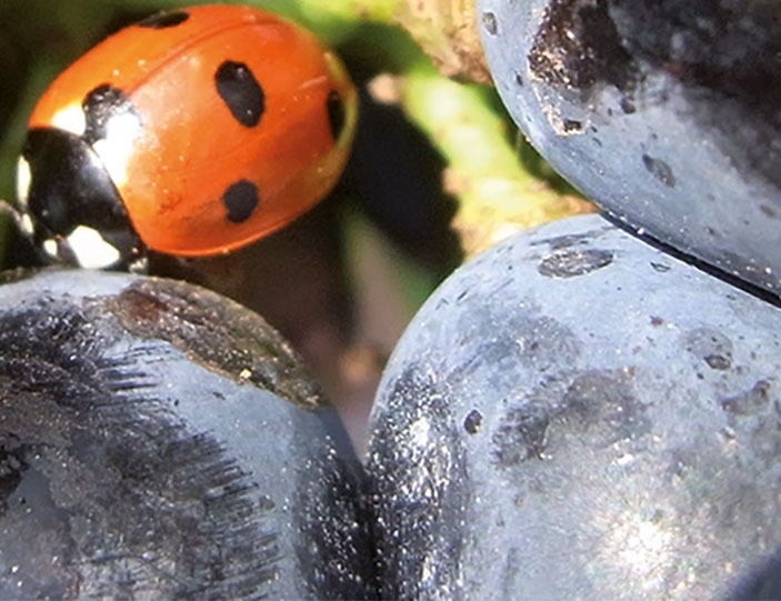 Biodynamie