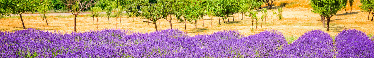 BenchmarkFrankreich_Provence_1280x200.jpg