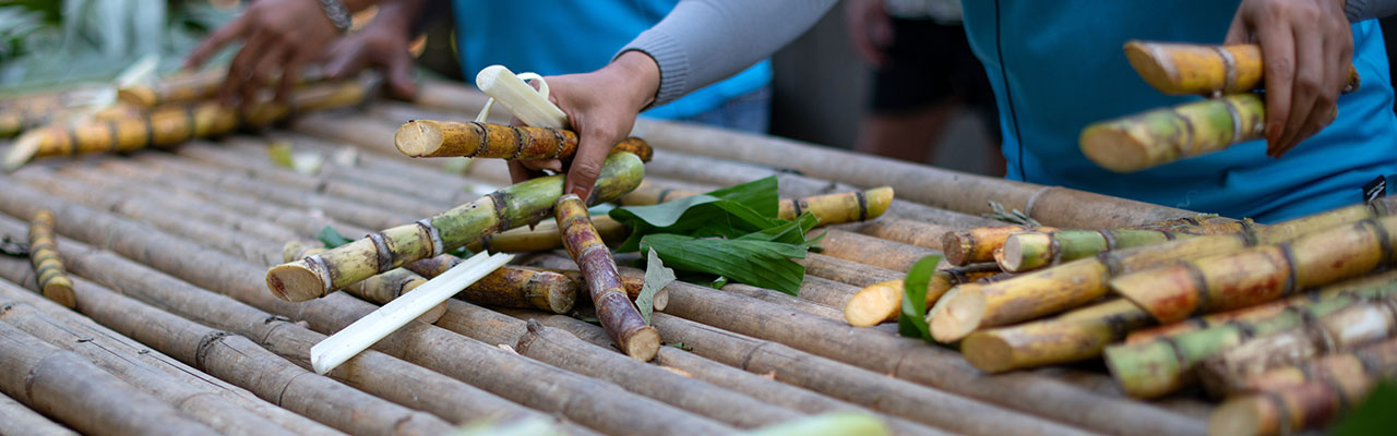 Bild-im-Text_Zuckerrohr_1280x400-Gebrannte-Exzellenz.jpg