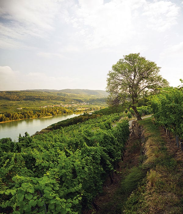 Als Faustregel im Kremstal, wie hier in der Riede Gaisberg, gilt: Riesling oben, Grüner Veltliner unten.